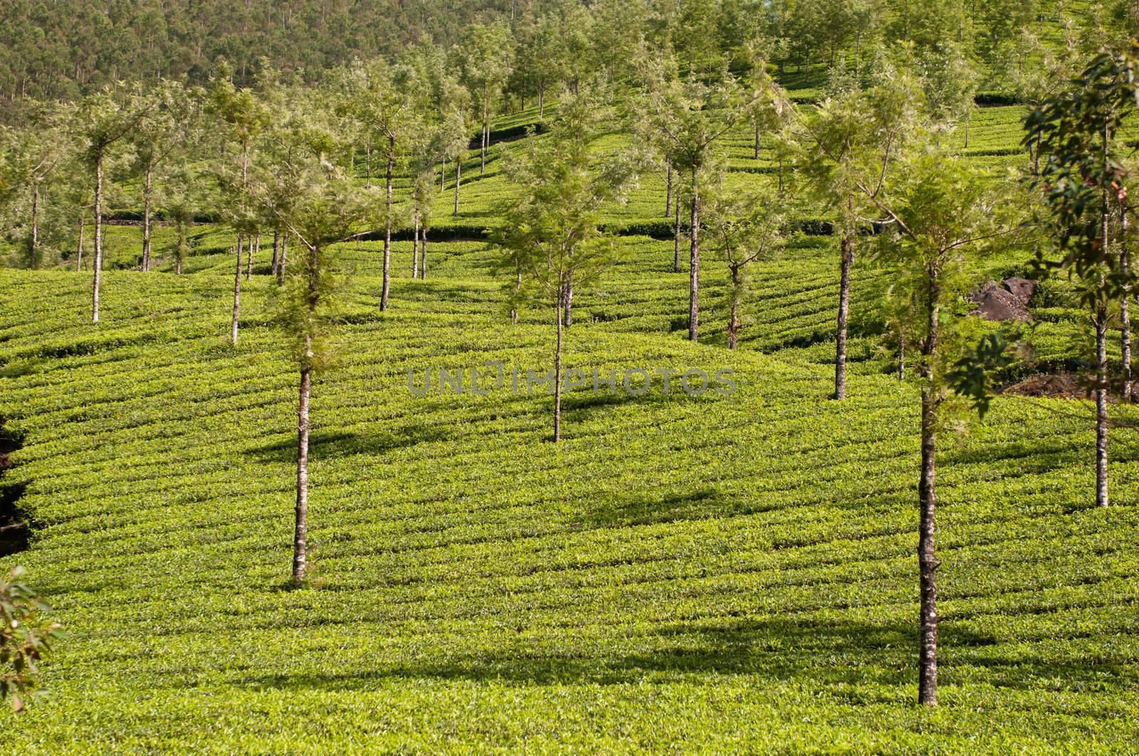 Tea Leaf with Plantation in the Background