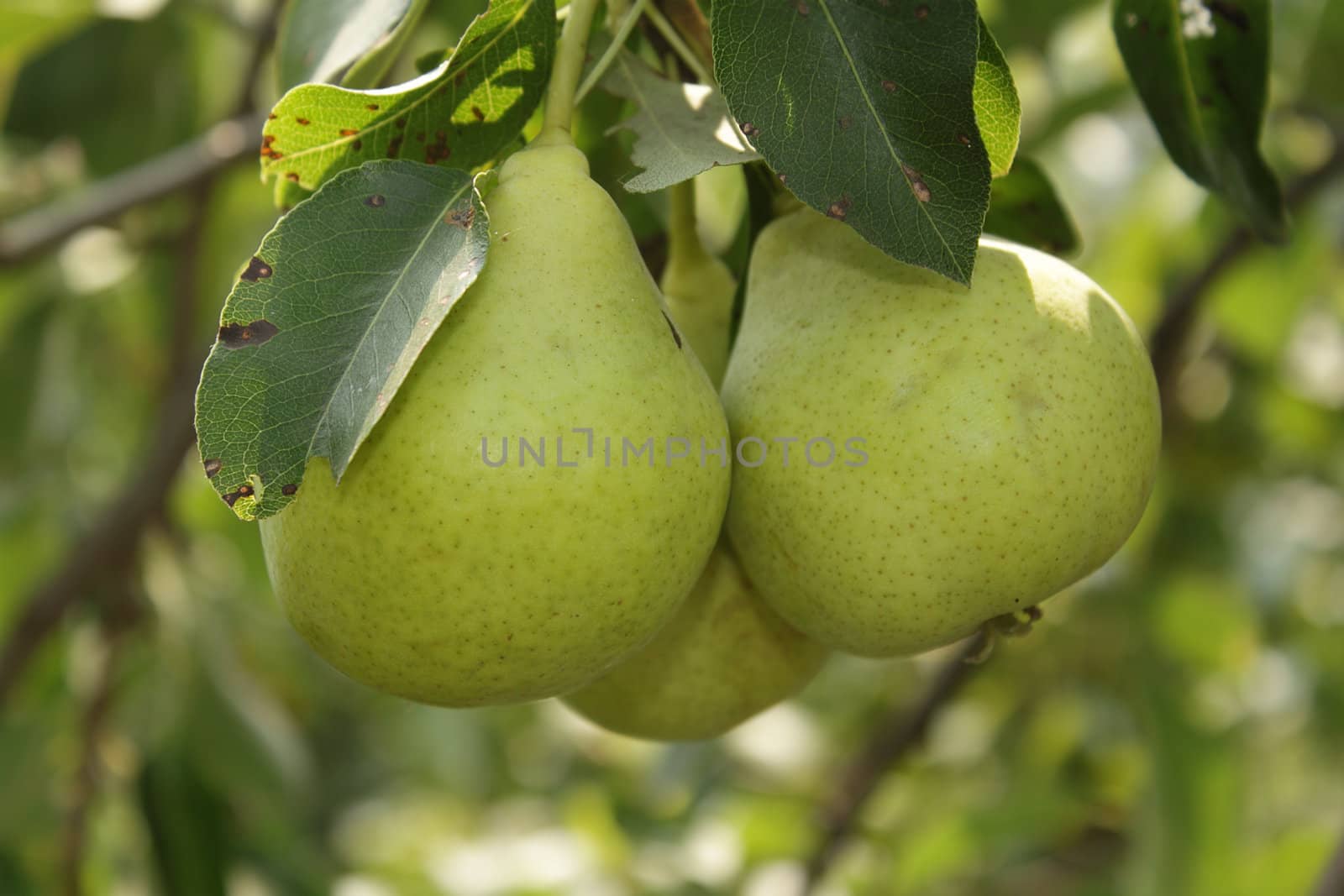 Three ripe pears in hanging on the branch in the garden