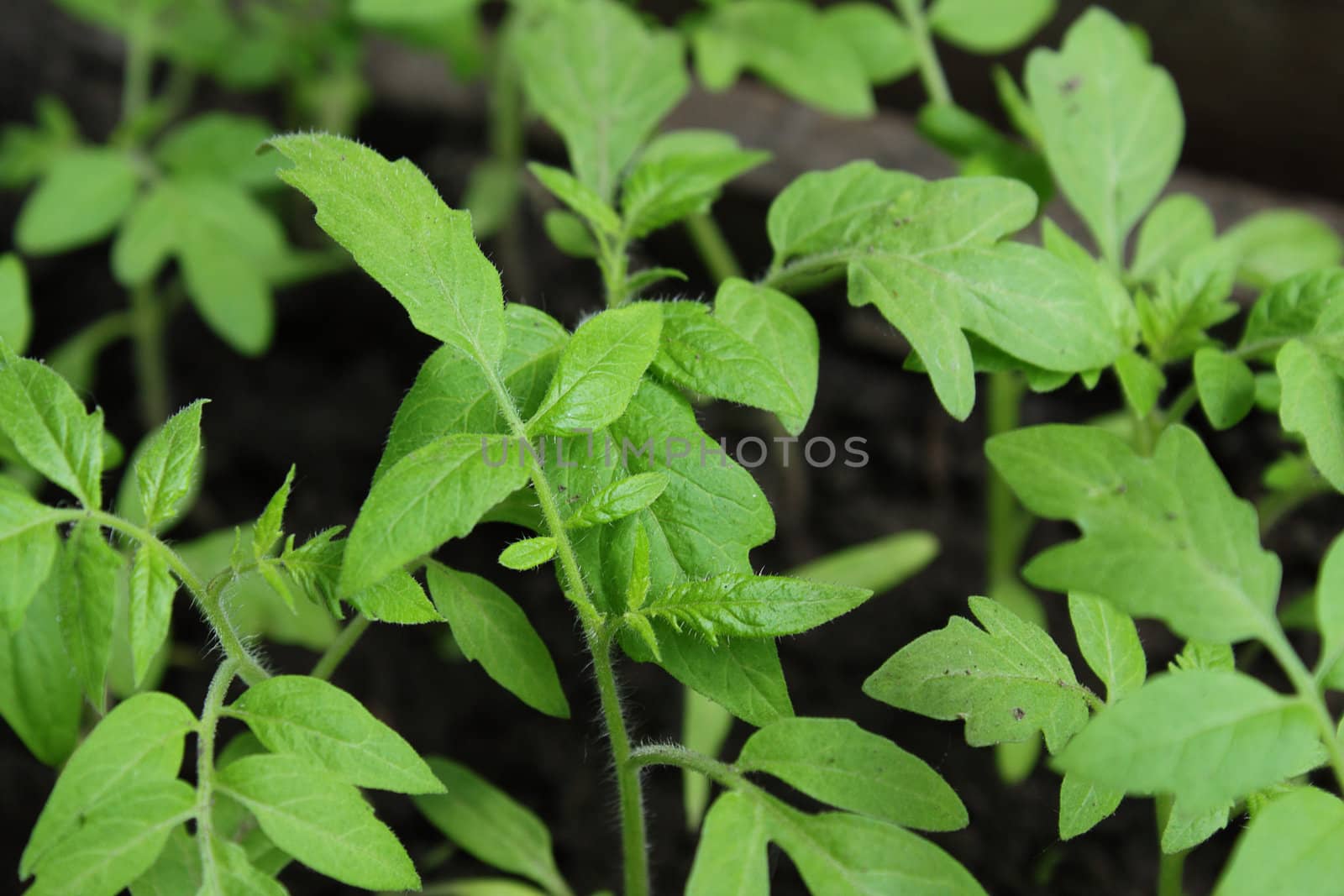 Photo of tomato seedlings in the wooden box