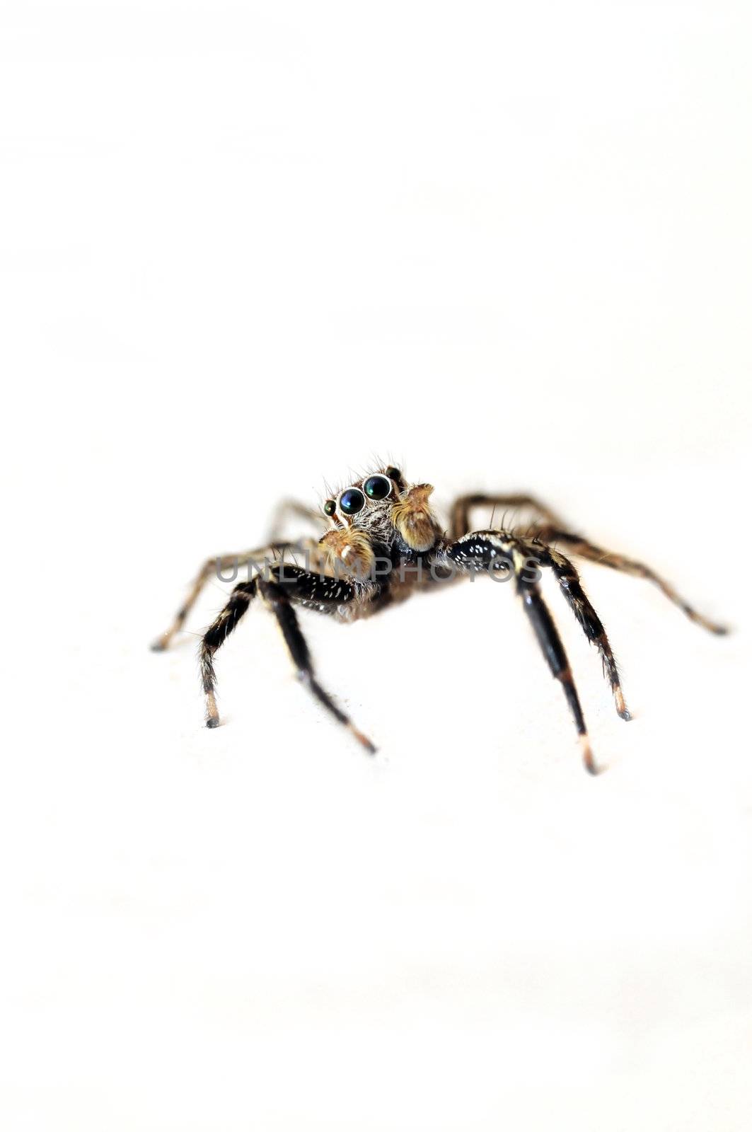 A cute jumping spider isolated on a white background