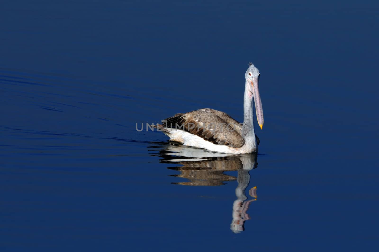 A beautiful Gray pelican in action at a local pond