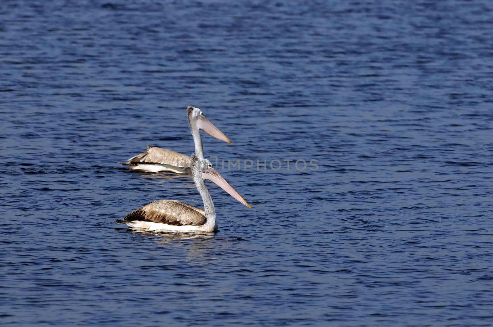 Spot Billed Pelican in his natural habitat