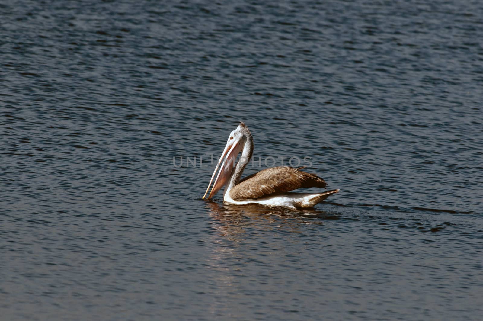 Spot billed pelicans looking active early morning