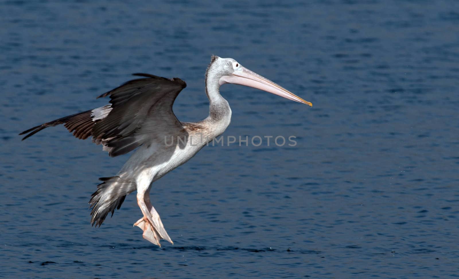 Spot billed pelicans looking active early morning