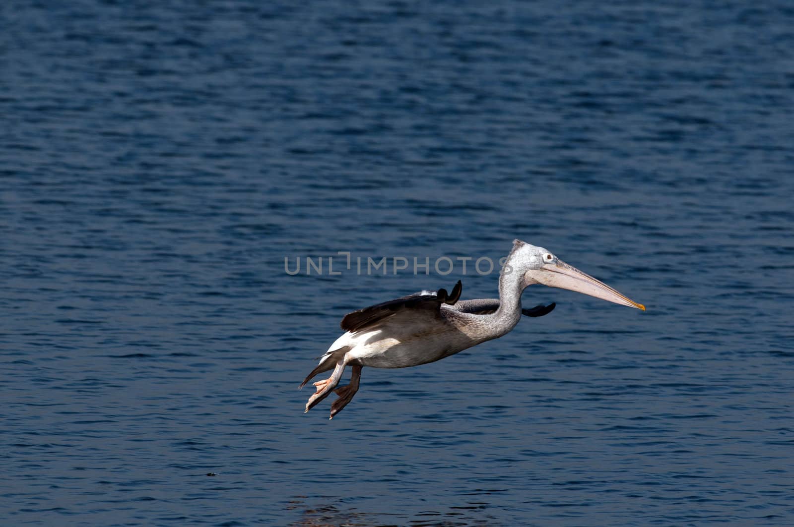 Spot billed pelicans looking active early morning