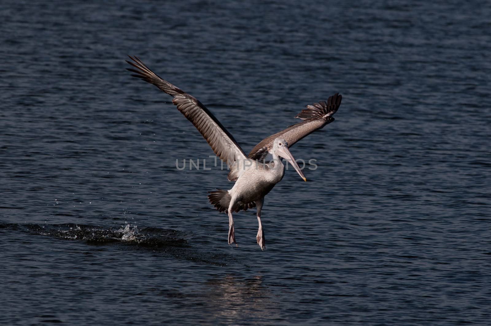 Spot billed pelicans looking active early morning