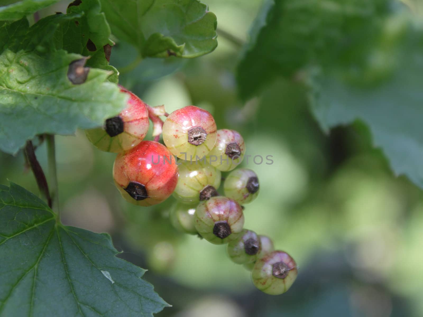 Unripe currant in the garden by pulen