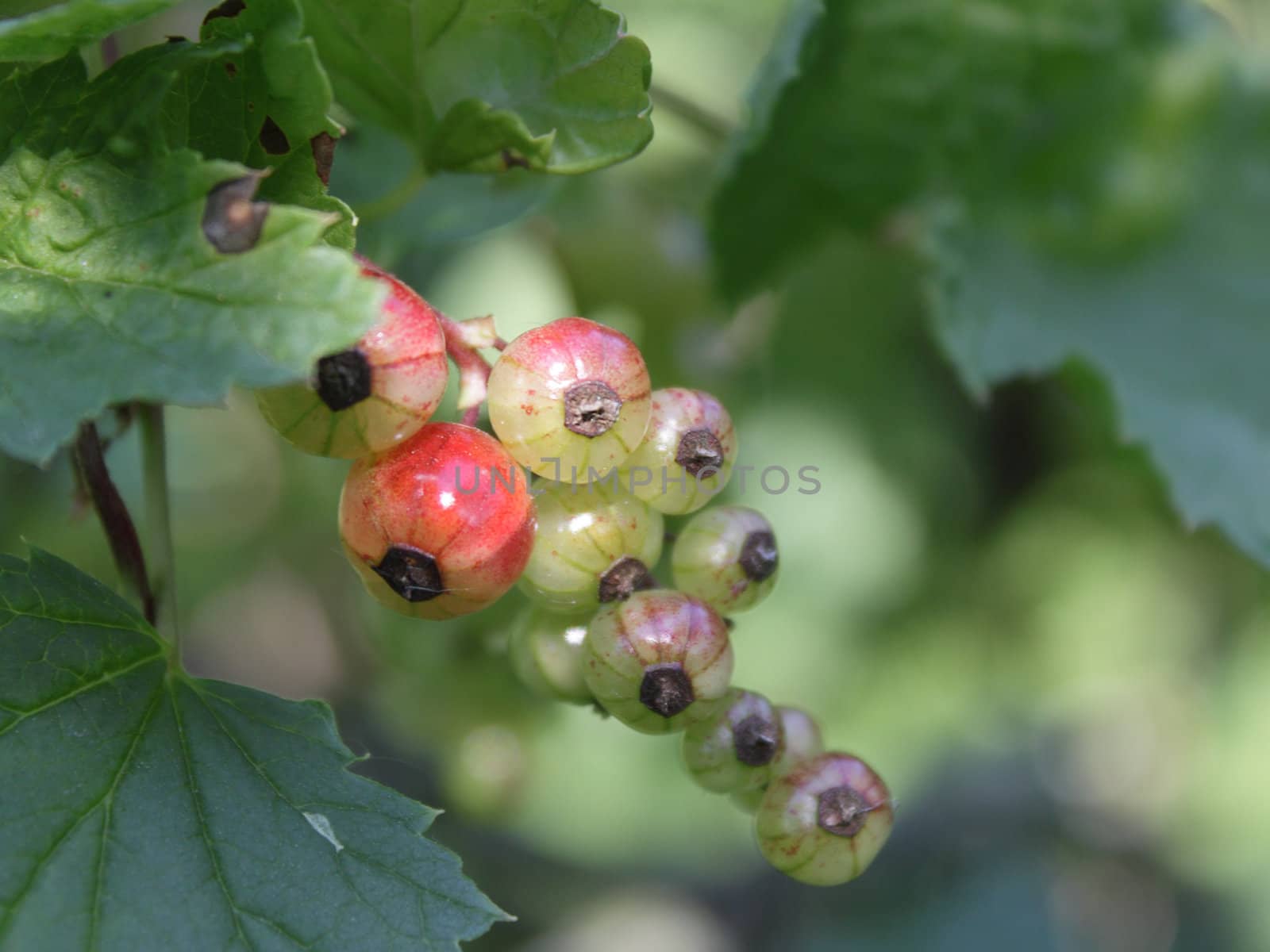 Unripe currant among greeen leaves in the garden