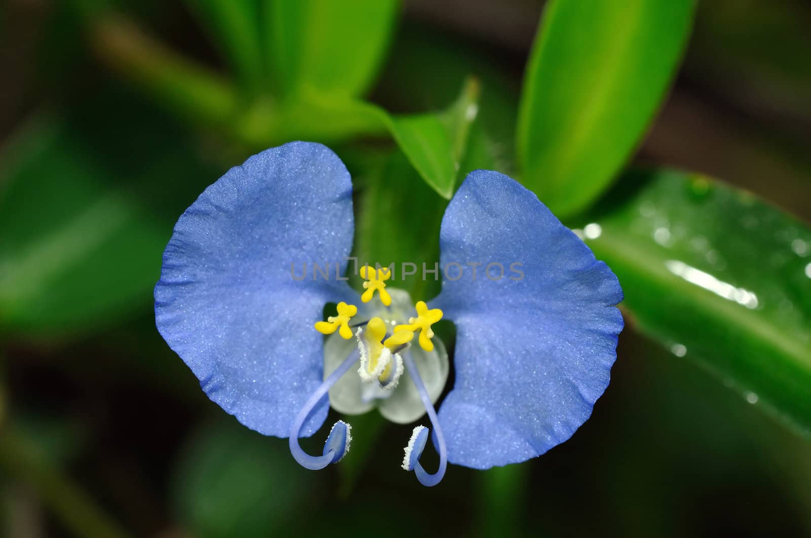 a purple flower in the wild