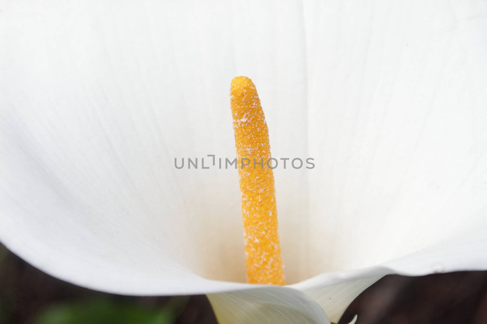 Closeup of blooming white calla