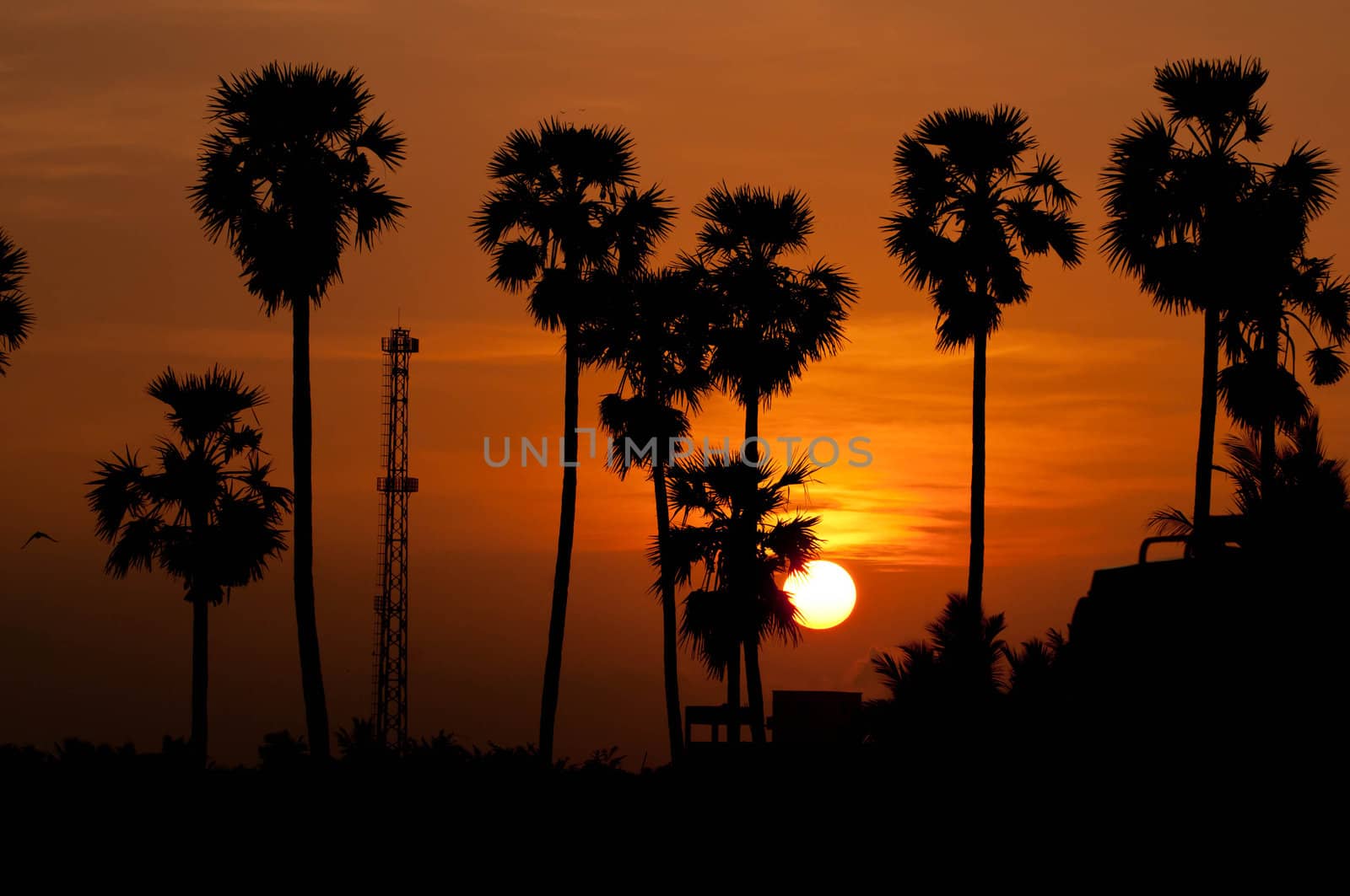 palm trees sunset golden red sky backlight in tropiacal India