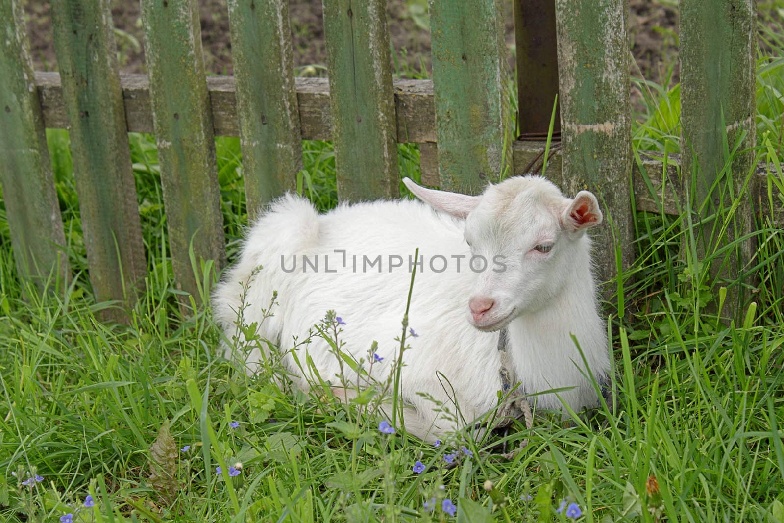 White goatling lying on the green grass