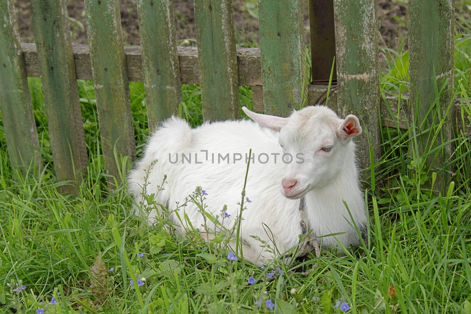 White goatling by pulen