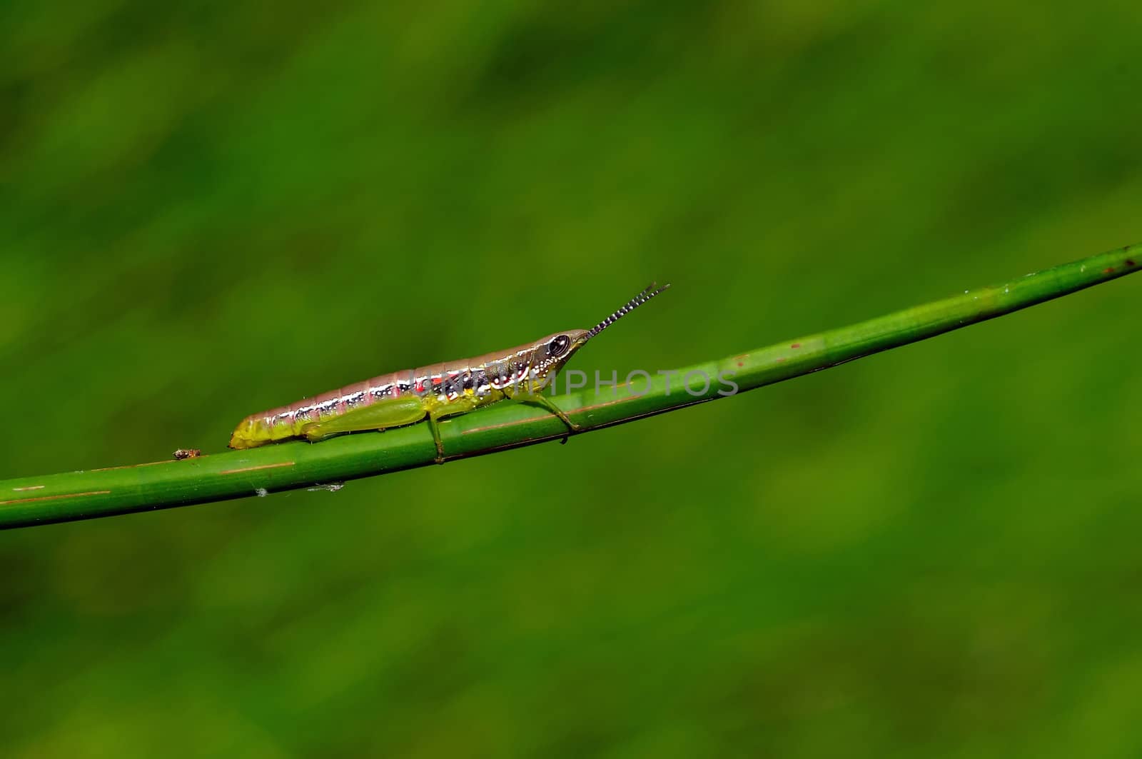 A beautiful colorful grasshopper on a twig early morning