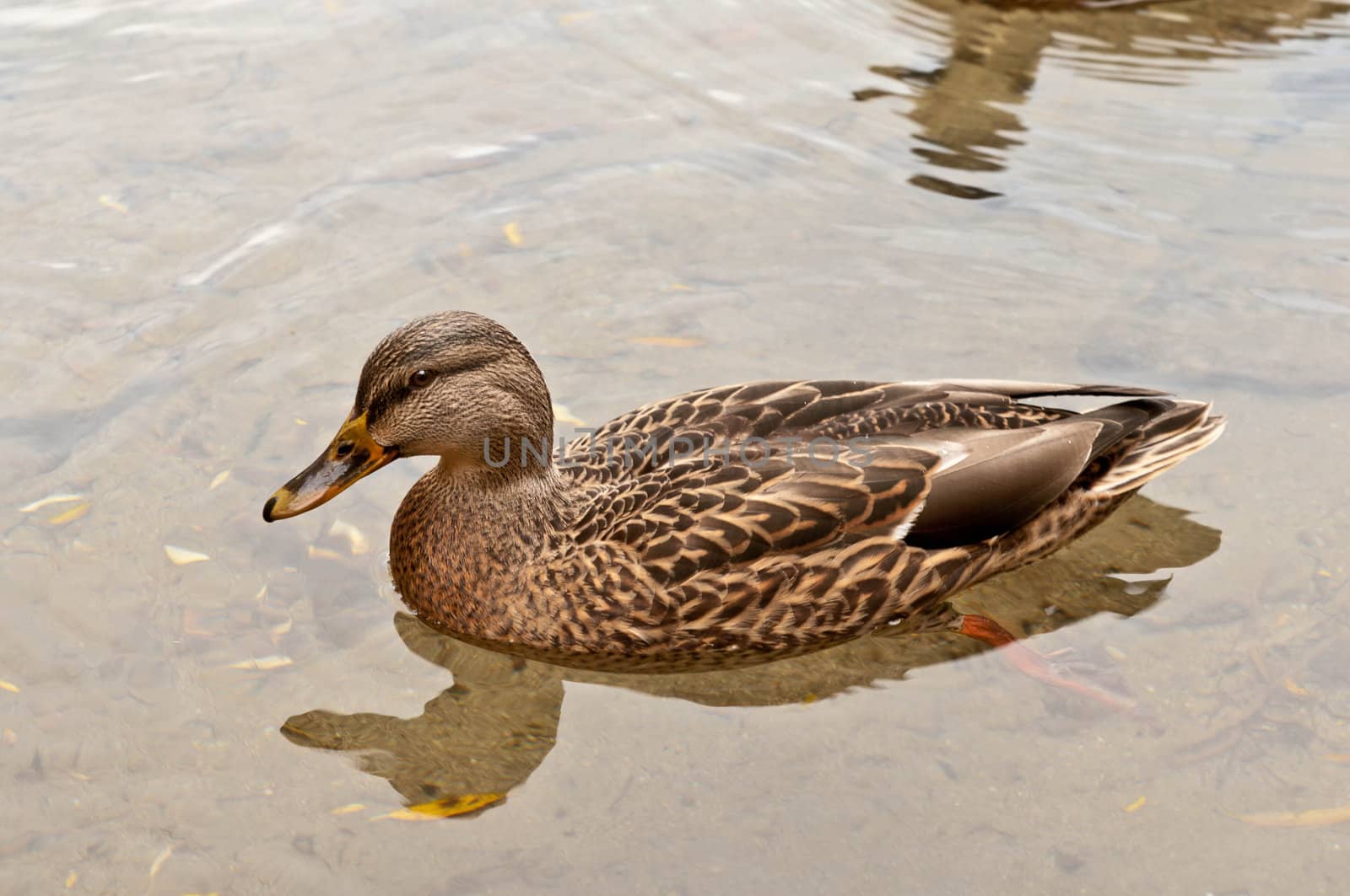 Wild duck is swimming closer the camera