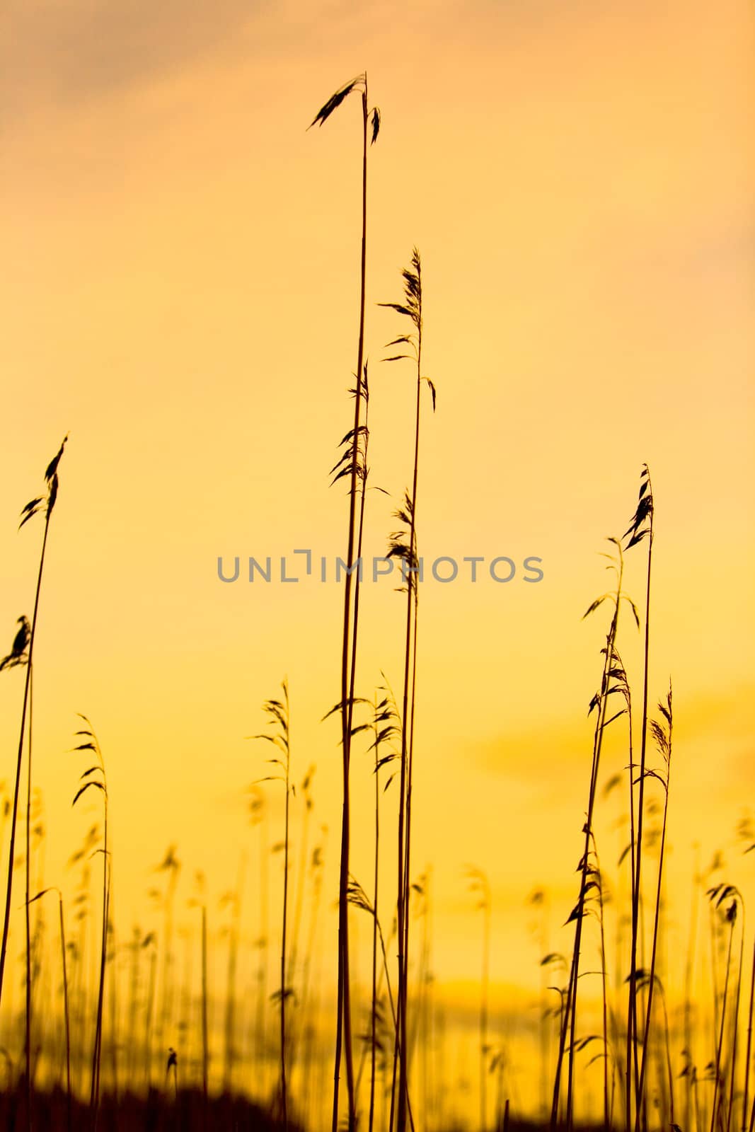 Silhouettes of sea reeds against colorful sky