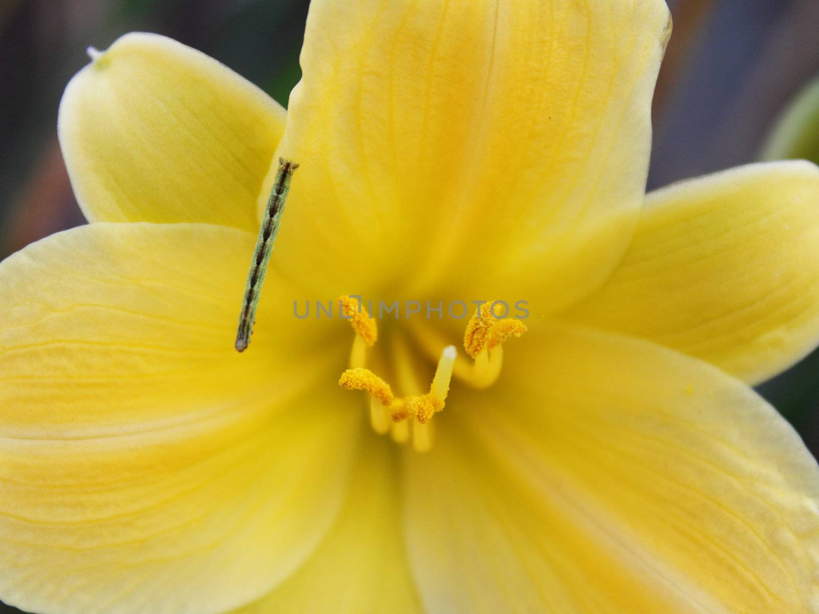 A little green caterpillar on yellow lily