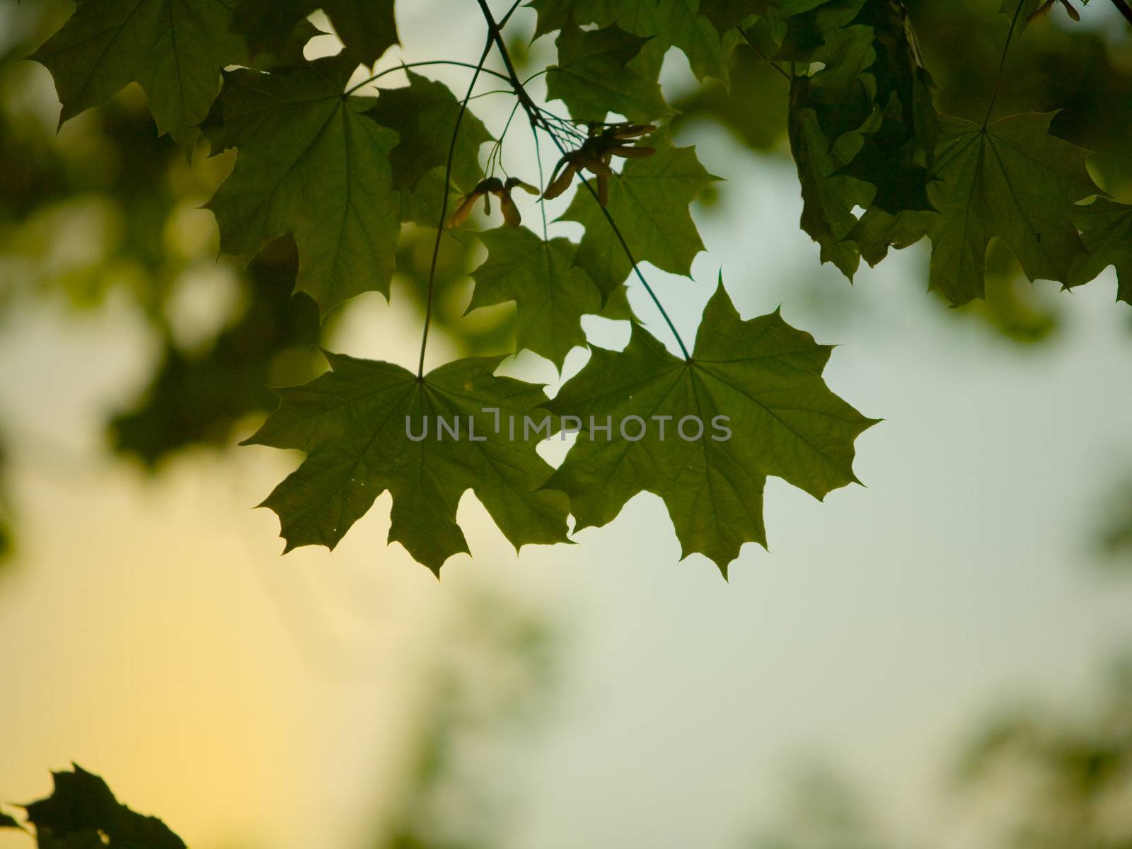 Maple leaves in low light at dawn, colorful sky in the background