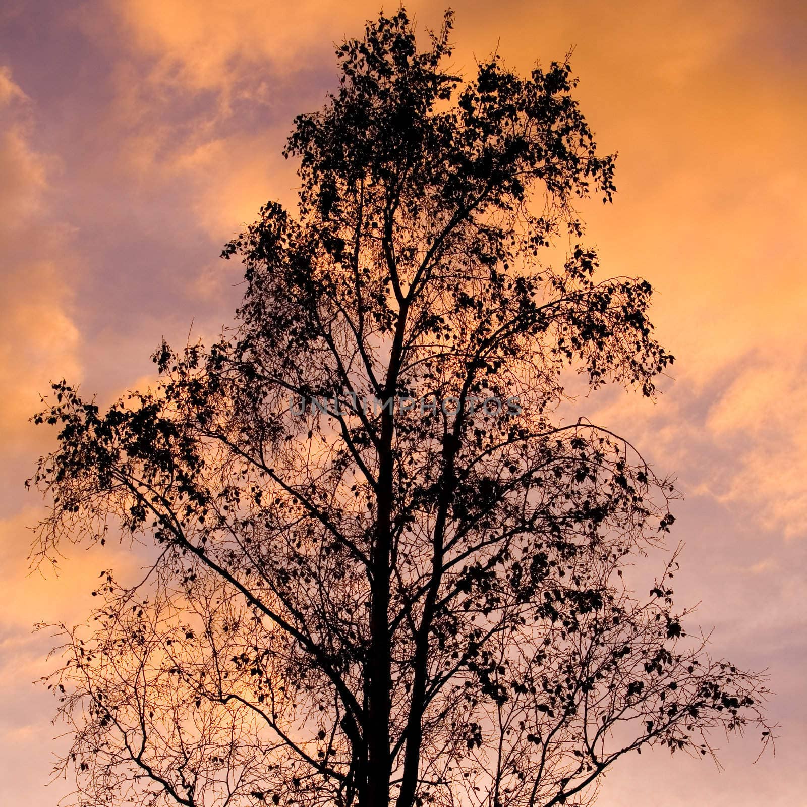 Tree Silhouette by Luminis