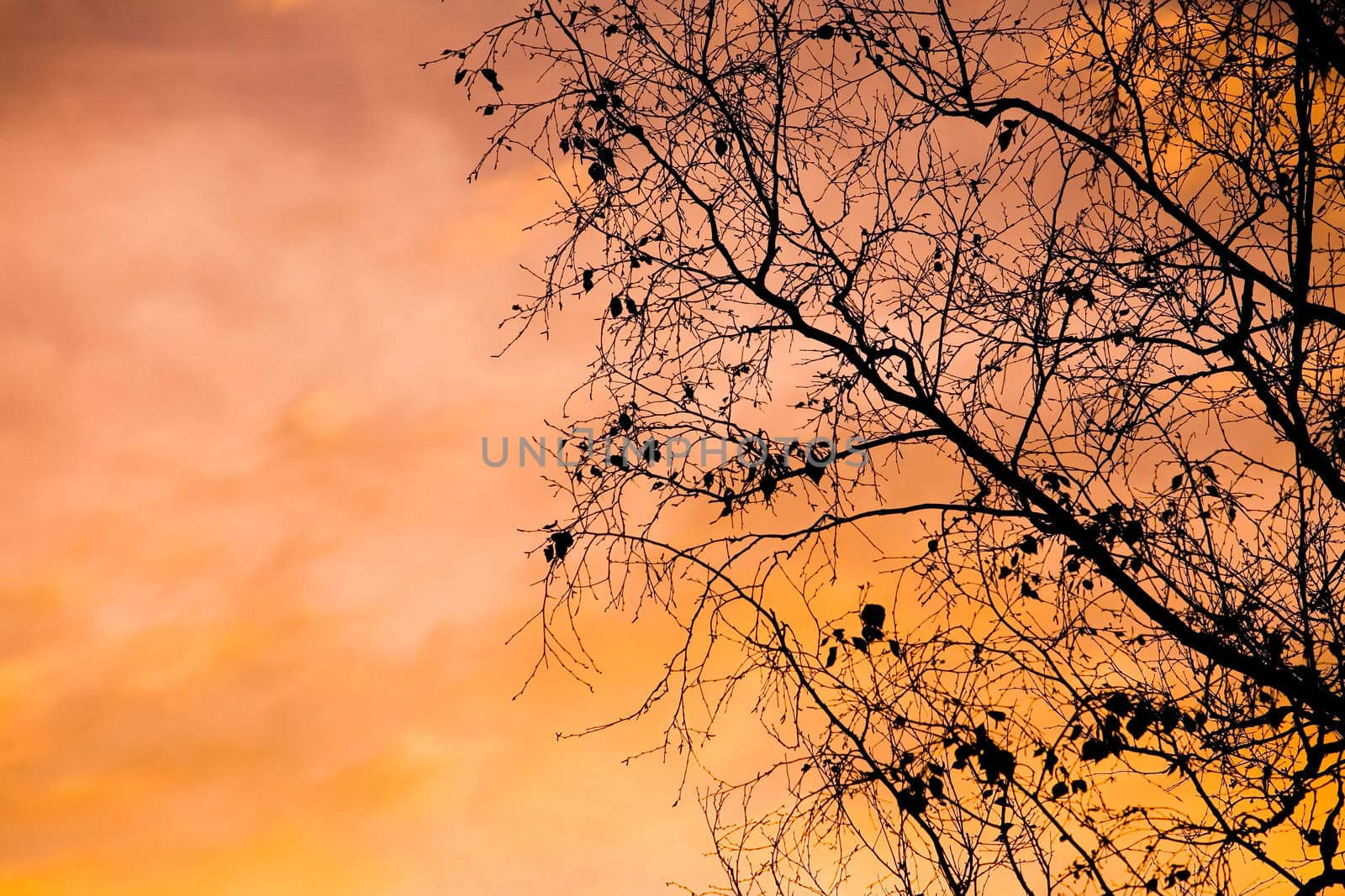 Silhouette of a suburban tree at sunset