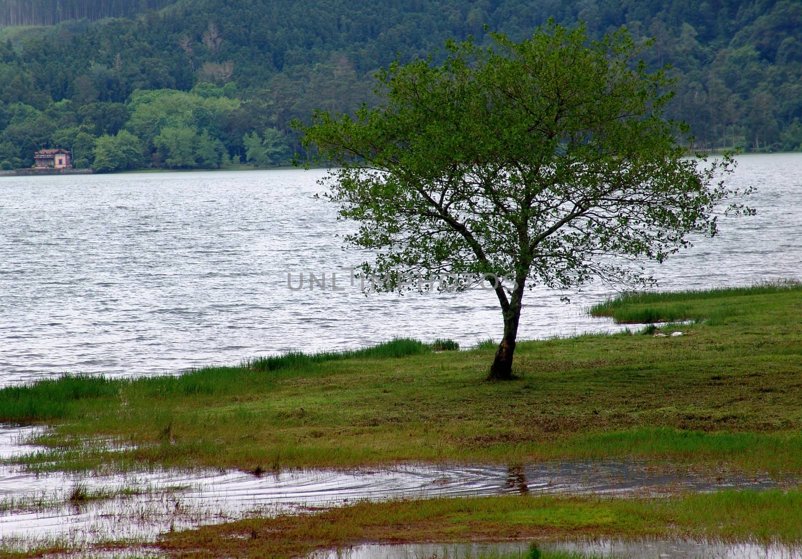 tree and the lake