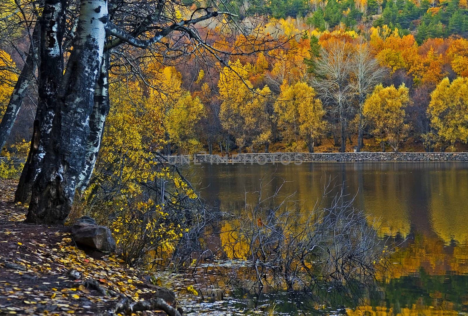 a nice autumn day near the lake