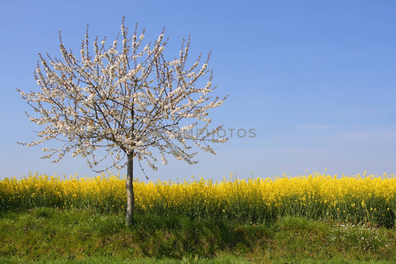 Apple tree in blossom beside a rape field (horizontal)