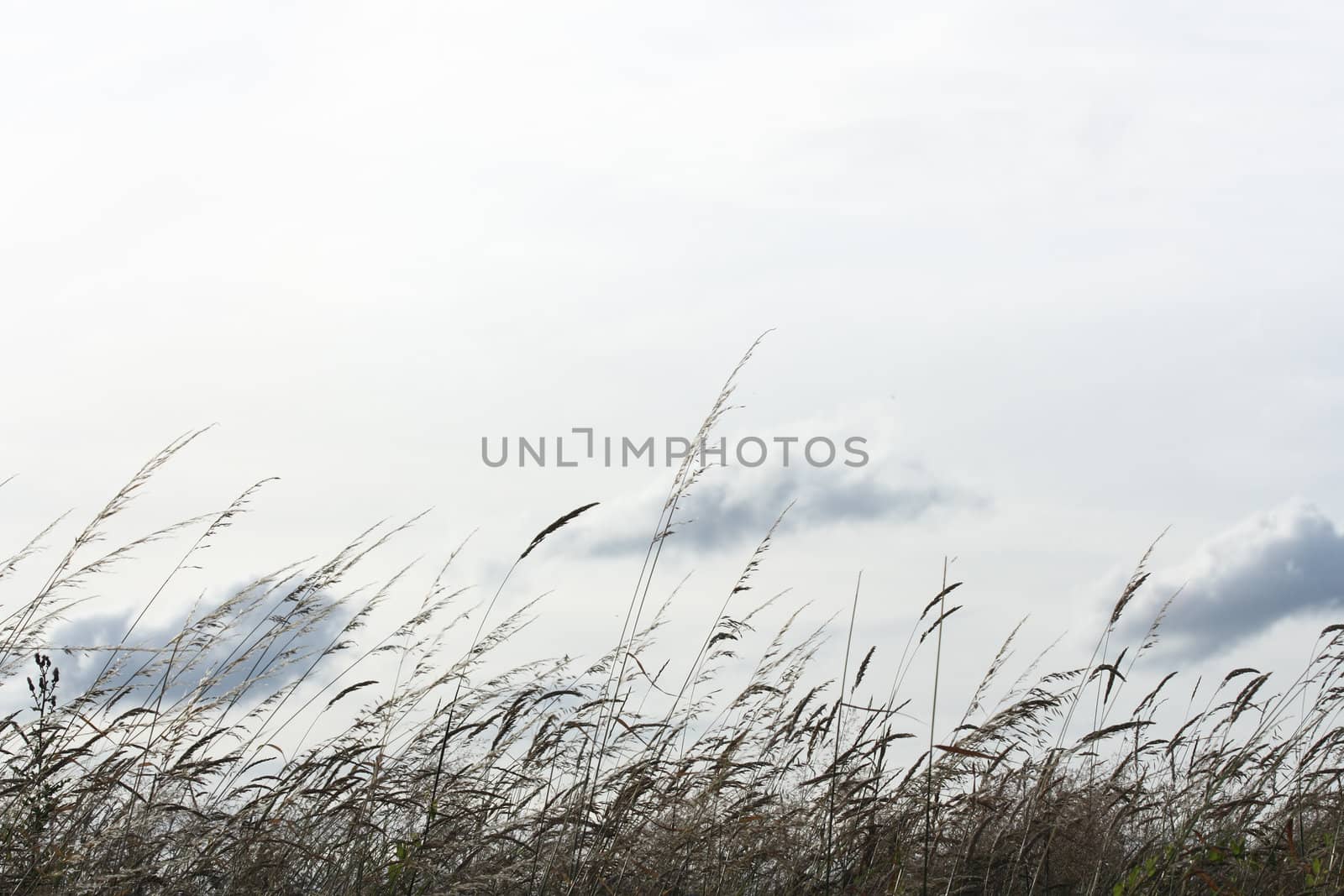 Backlighted grass with a white sky background (hz)