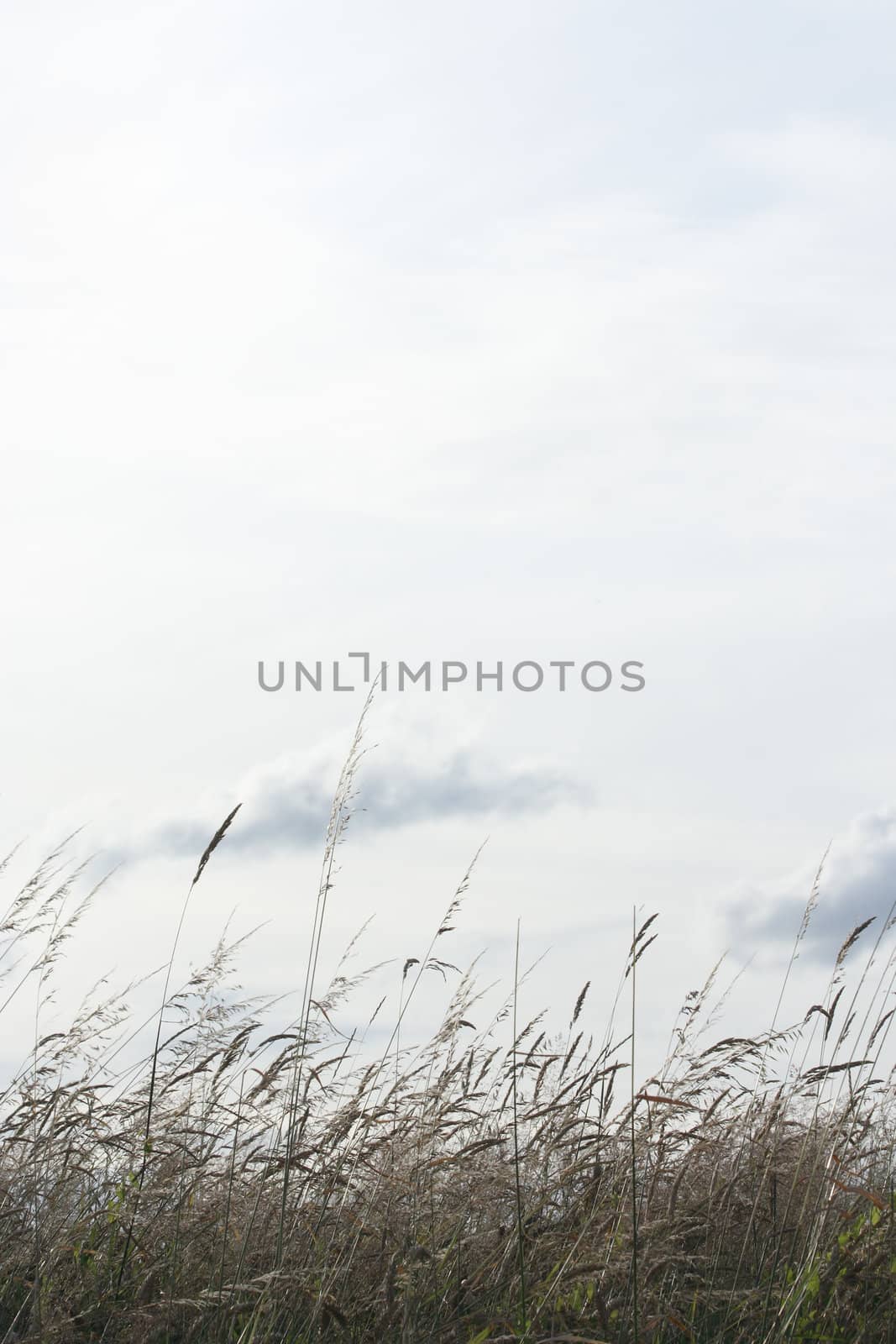 Backlighted grass with a white sky background (vl)