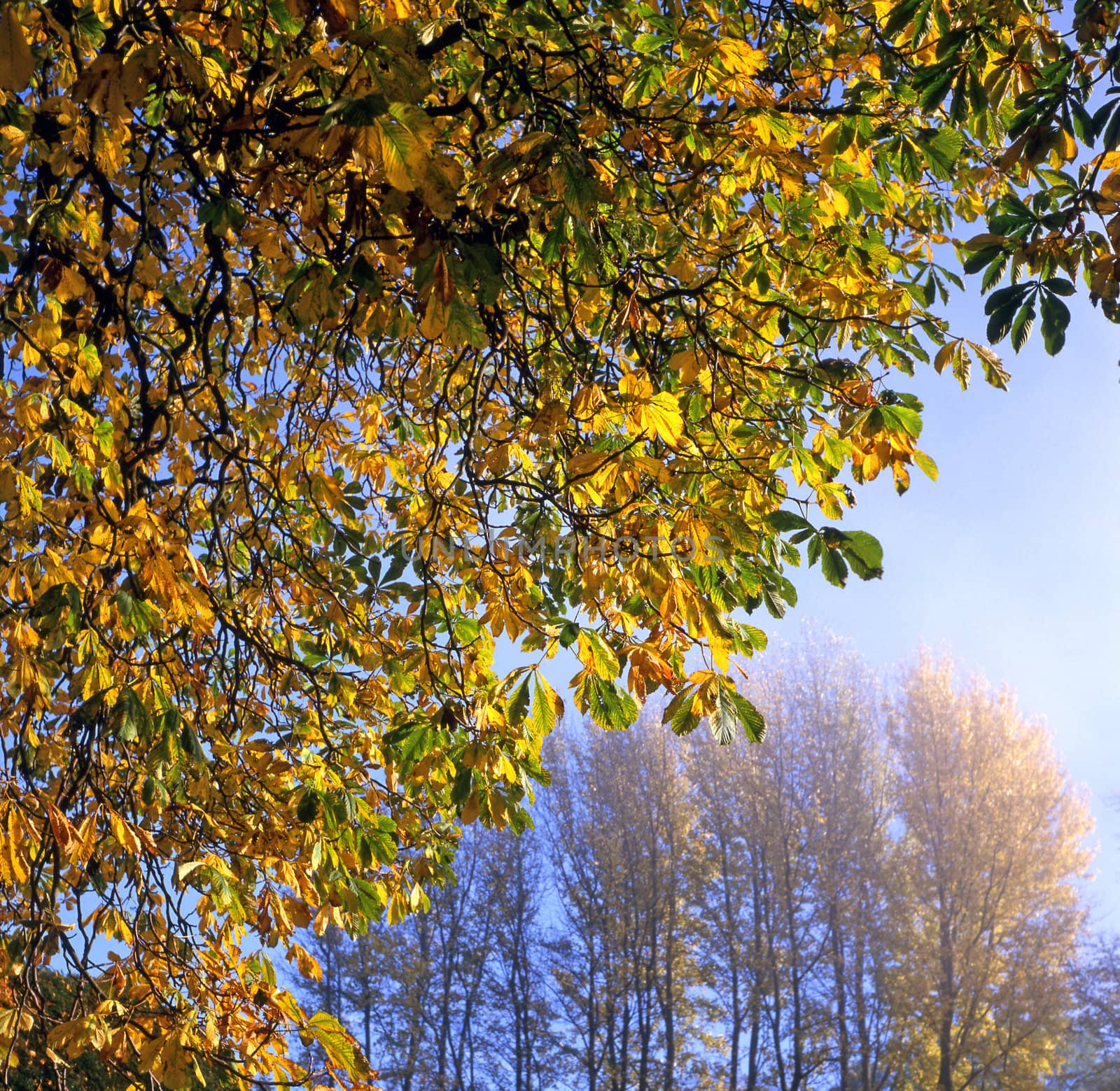 Golden Autumn leaves on trees just before the fall by runamock