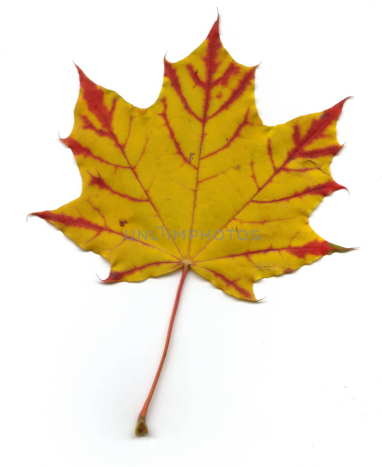 Colorful maple leaf with white background