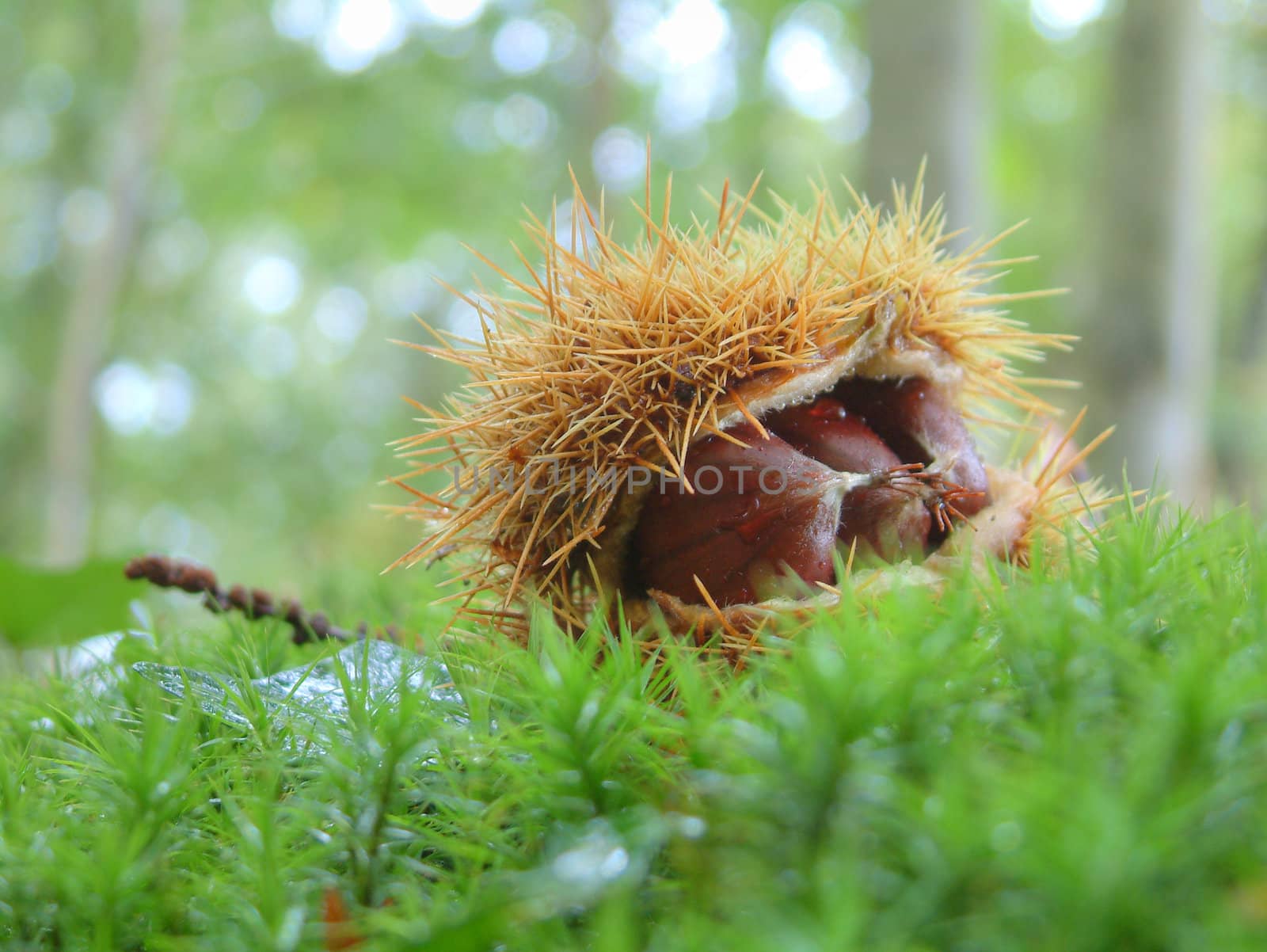 Chestnuts