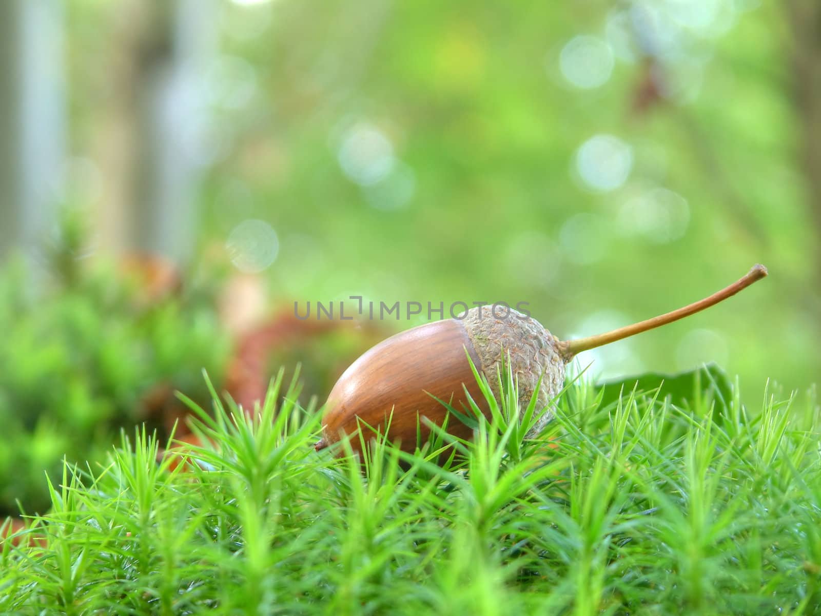 Fallen acorn in the forest