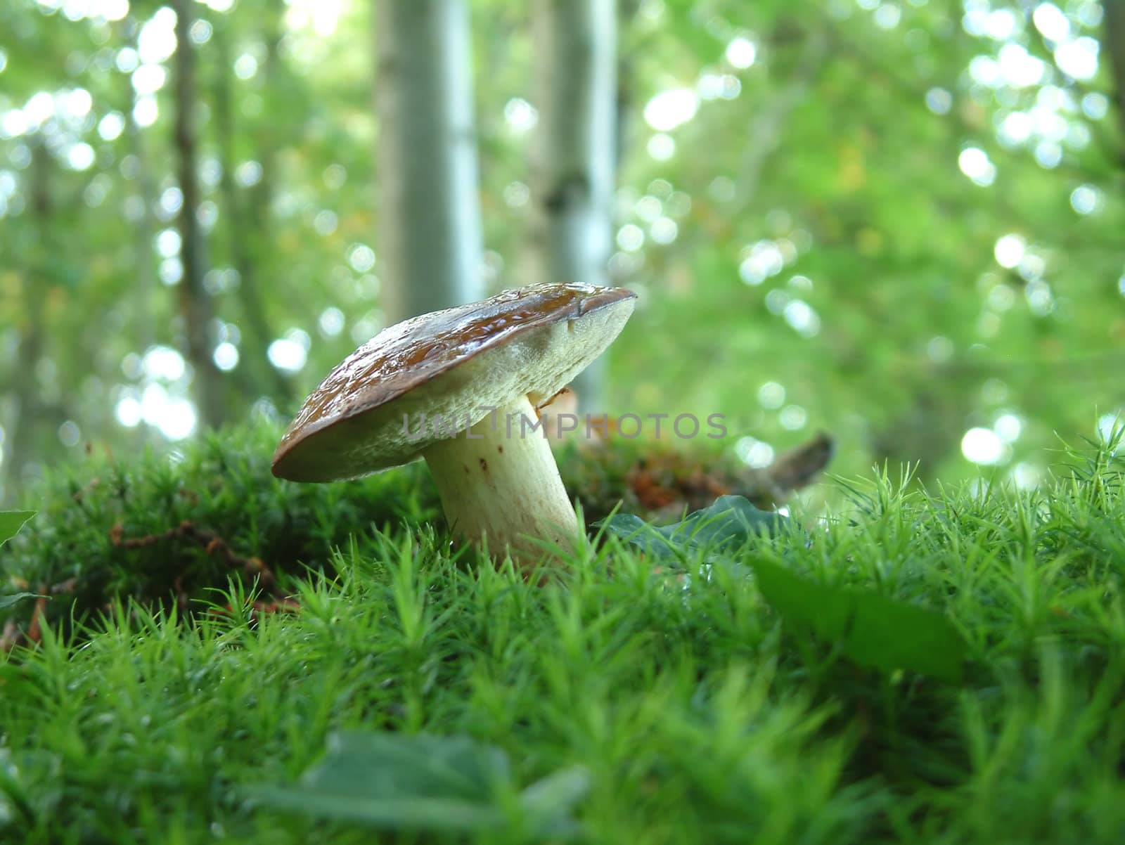 Boletus in the woods, a very tasty mushroomon on the moss, in Brittany, France