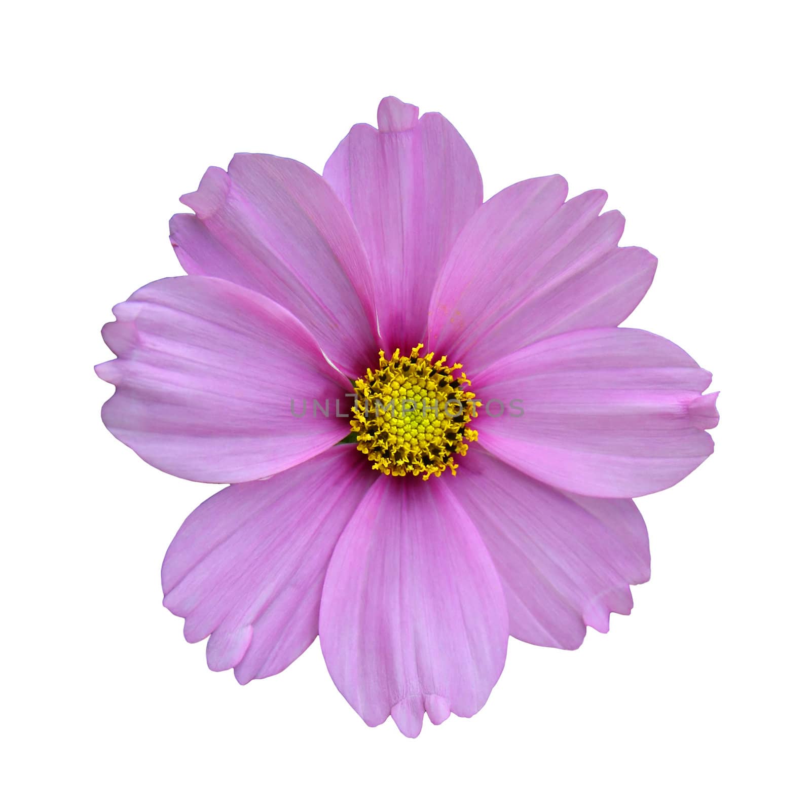 Purple flower isolated on white, with yellow heart