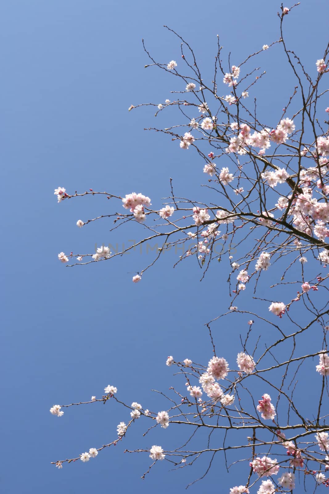 Beautiful tree in blossom, against a blue sky (vertical)