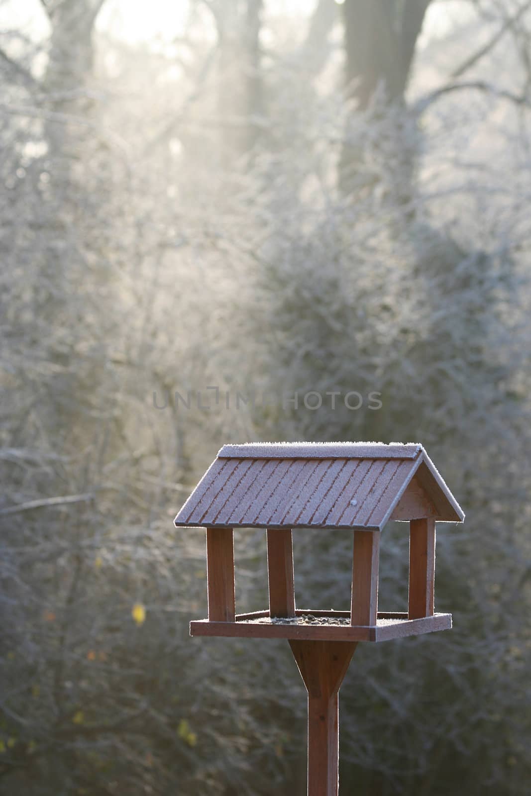 Frozen bird house in first winter morning light