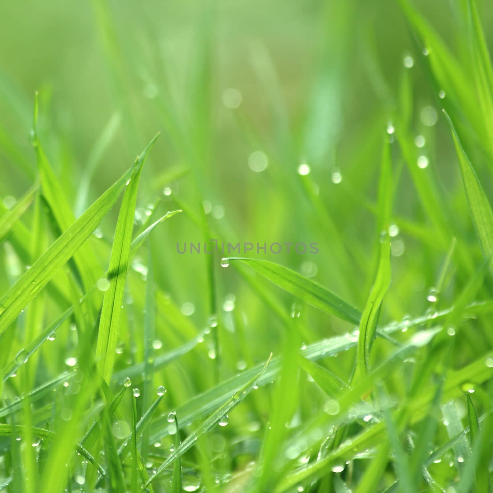 Drippy grass background, swallow depth of field