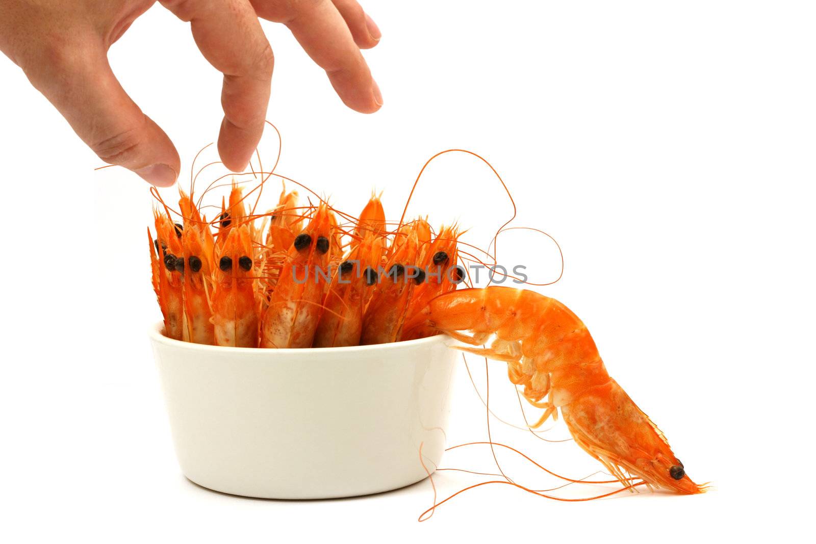 tiny bowl full of shrimps, antenna and head in the air, one shrimp escapes. Isolated on white.