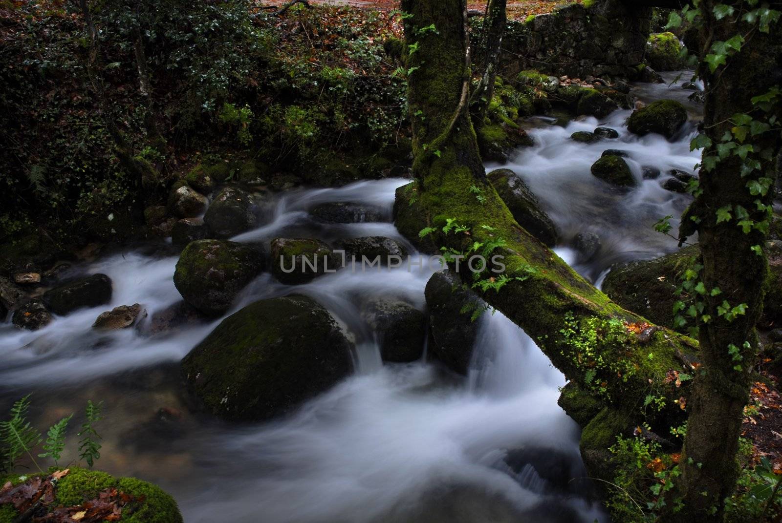 milky river in the forest with green moss