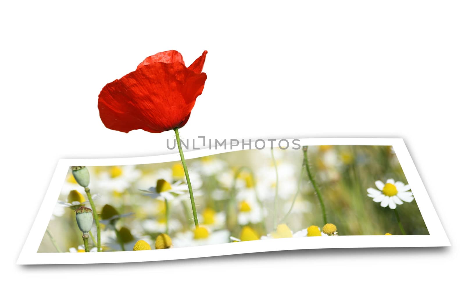 Poppy looming from a printed photo paper, over white
