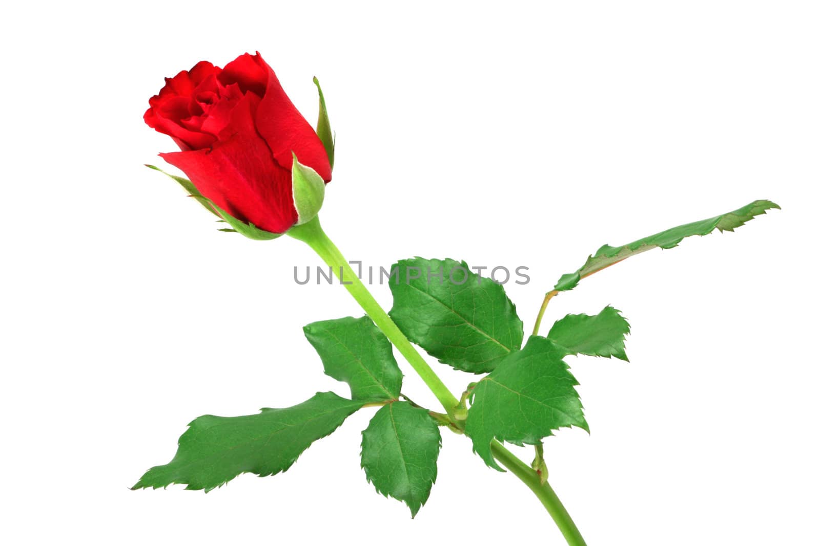 Red rose isolated on white