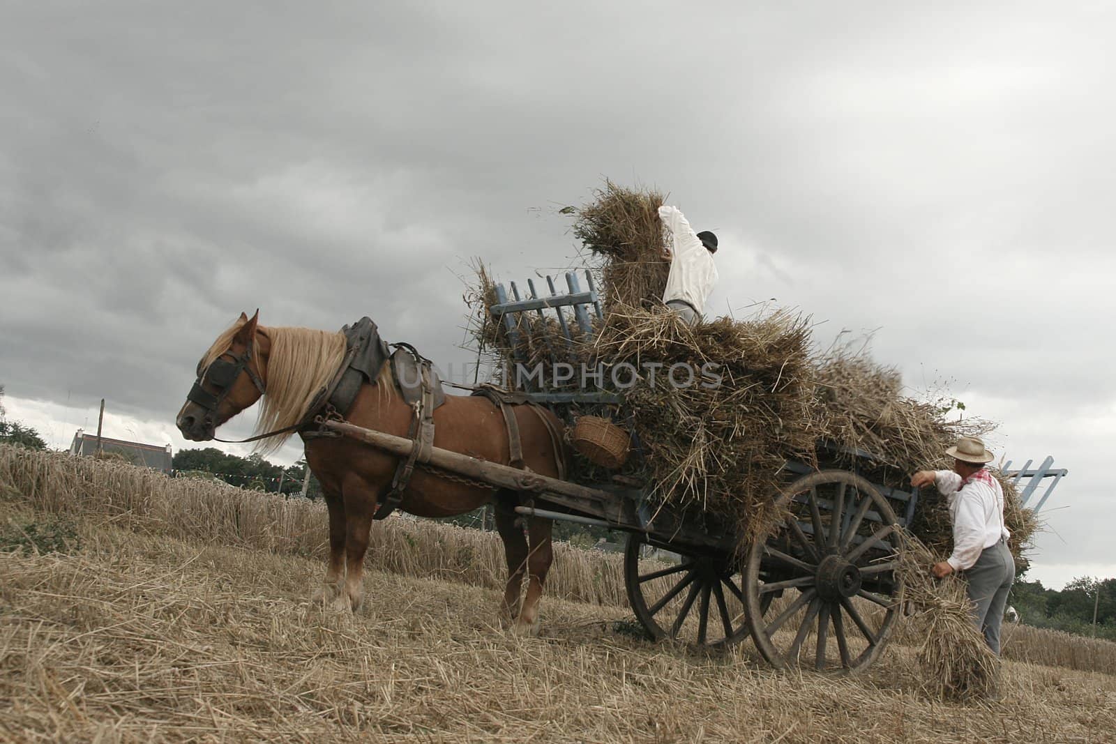 Vintage manual harvest, men working in a field