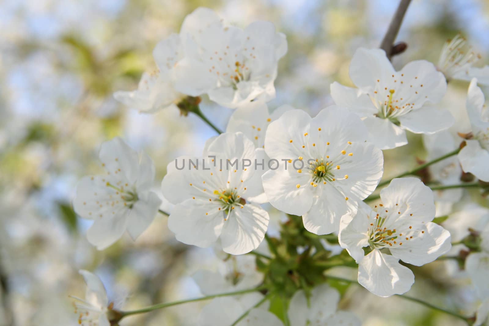 Blooming tree in spring, a delicate background