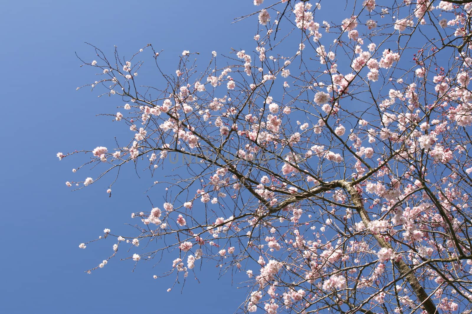 Beautiful tree in blossom, against a blue sky (horizontal)