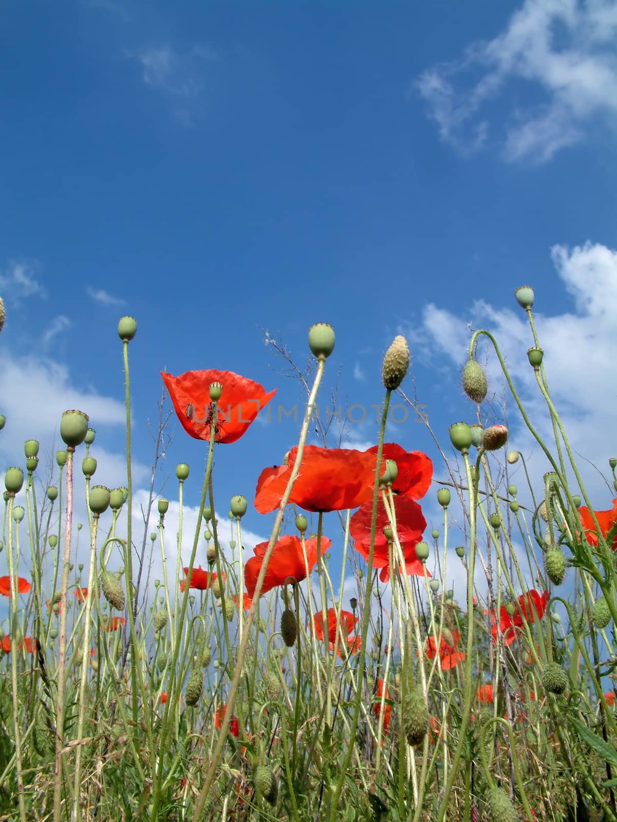 Red poppies In A Field, with a blue sky