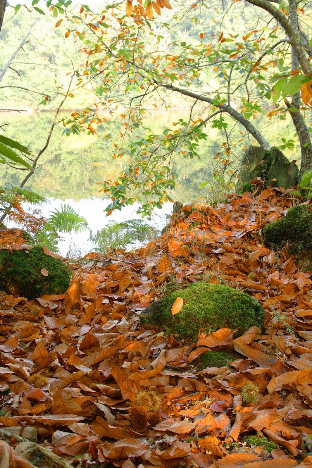 Forest in Autumn with chestnuts on the ground