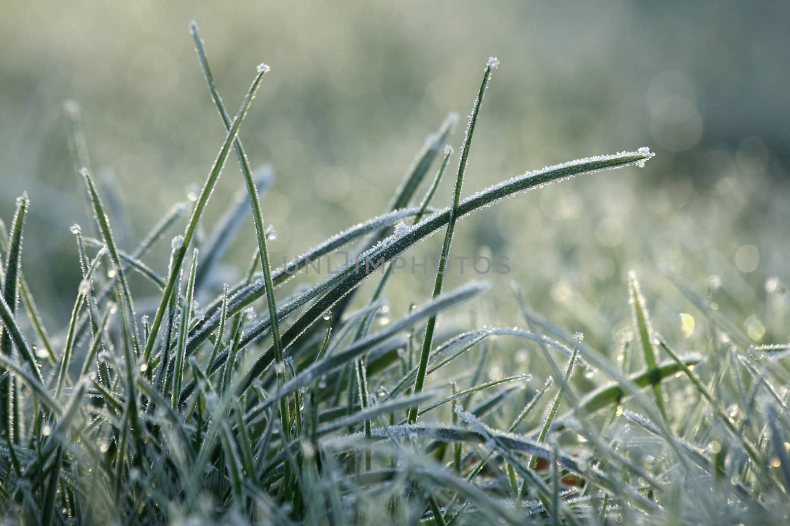 Grass with white frost in first morning light