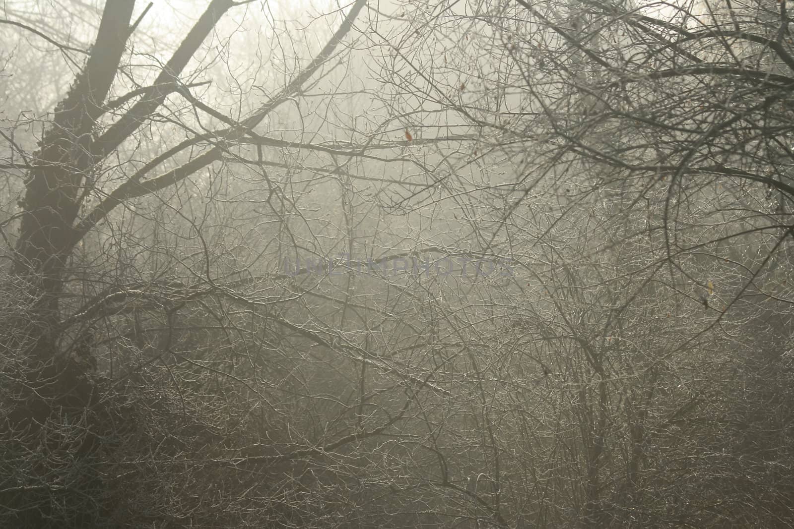 Trees with white frost in first winter morning light