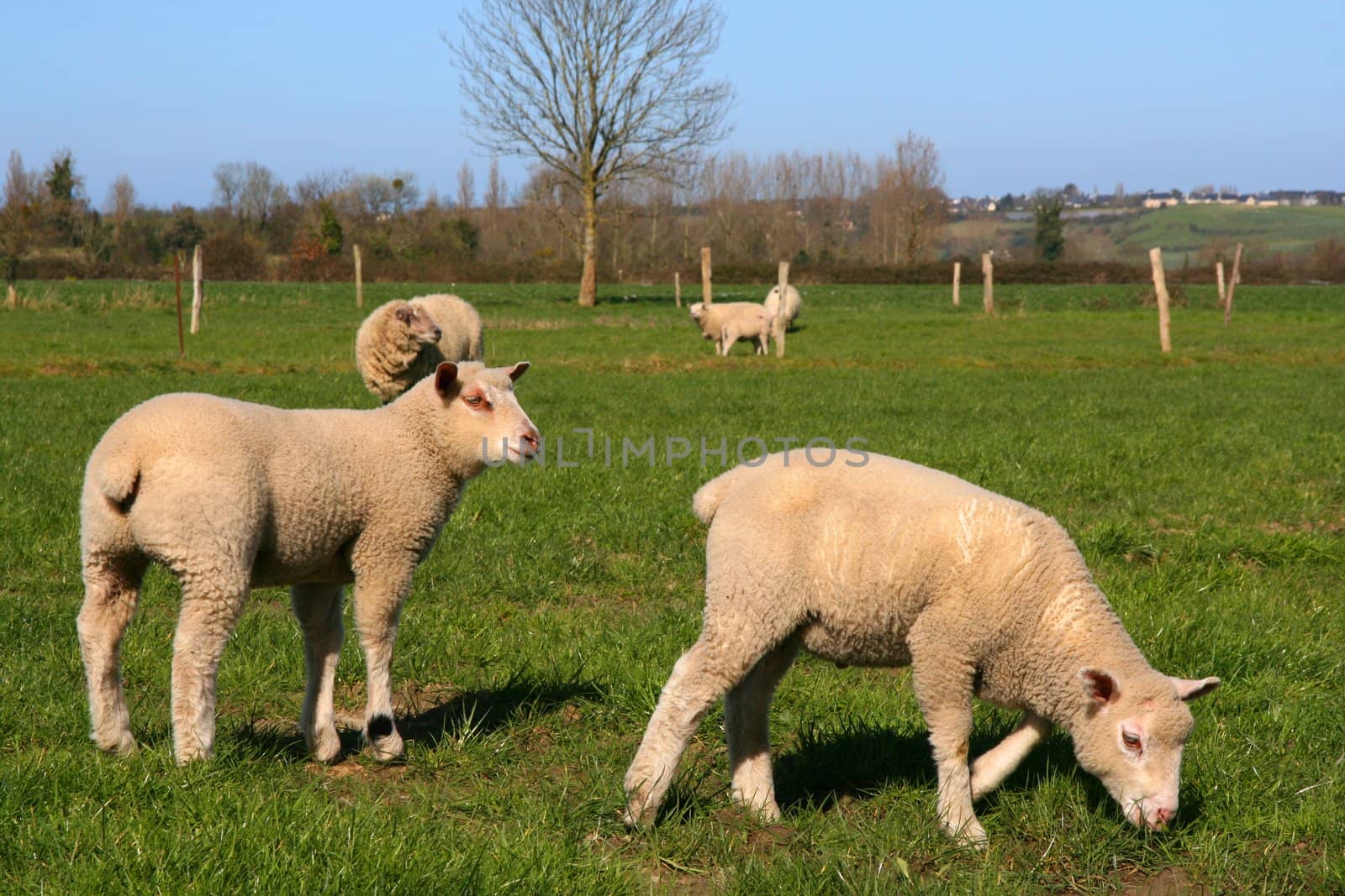 Sheeps in a meadow, eating the grass